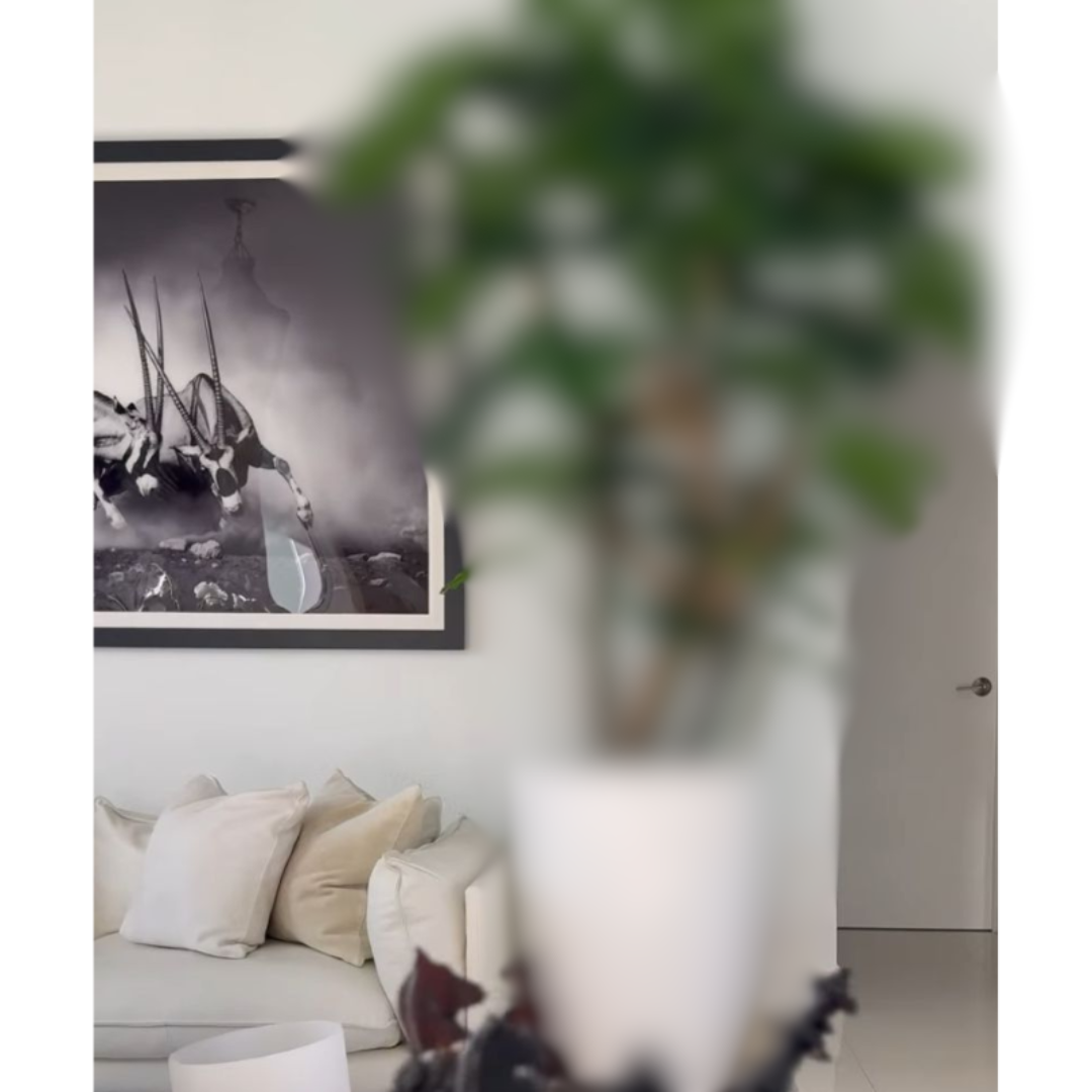 Adamsrippenbaum