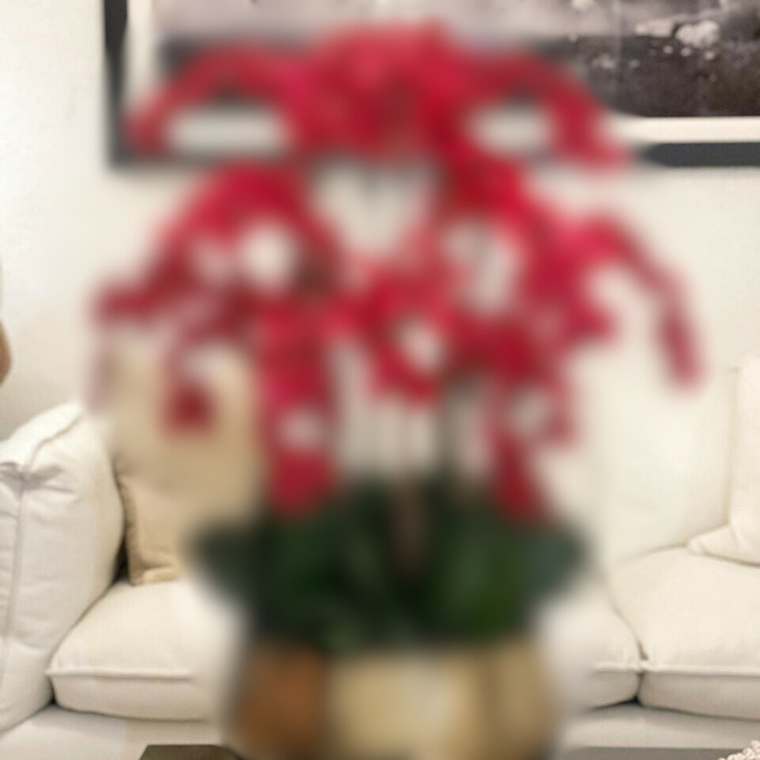 Rote Phalaenopsis-Orchideen